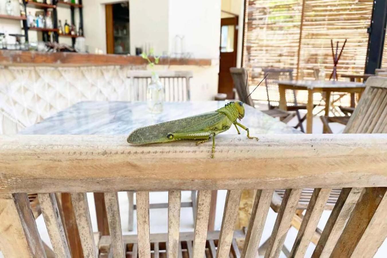 Relax Tulum Family Friendly Apartment In The In The Jungle - Pools & Cenotes Exterior photo